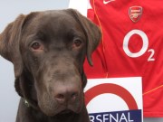 Henry the Gooner 016